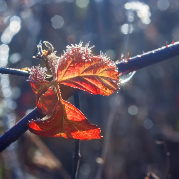 朝の霜 — ストック写真