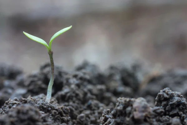 Planta — Fotografia de Stock