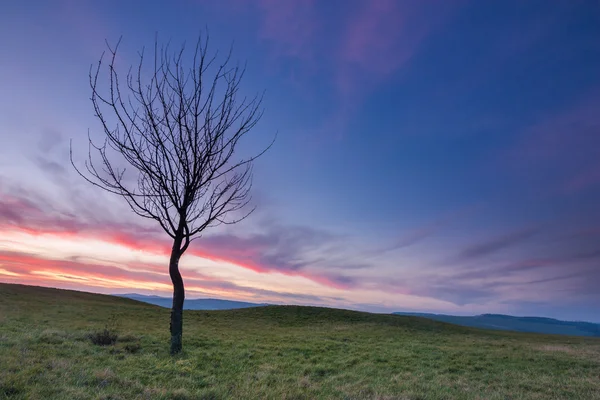 Árvore e céu — Fotografia de Stock