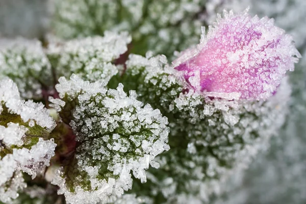 Frozen nettle — Stock Photo, Image