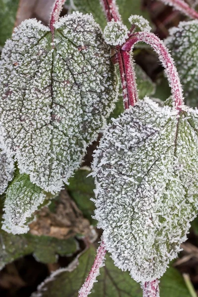 Schönheitsfrost — Stockfoto