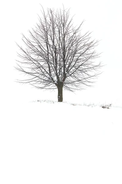 Дерево зимой — стоковое фото