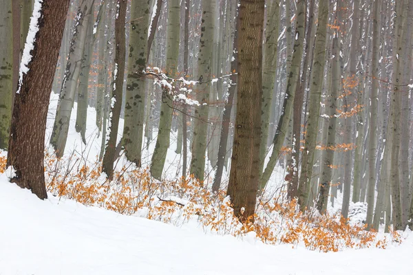 Winterbeukenbos — Stockfoto