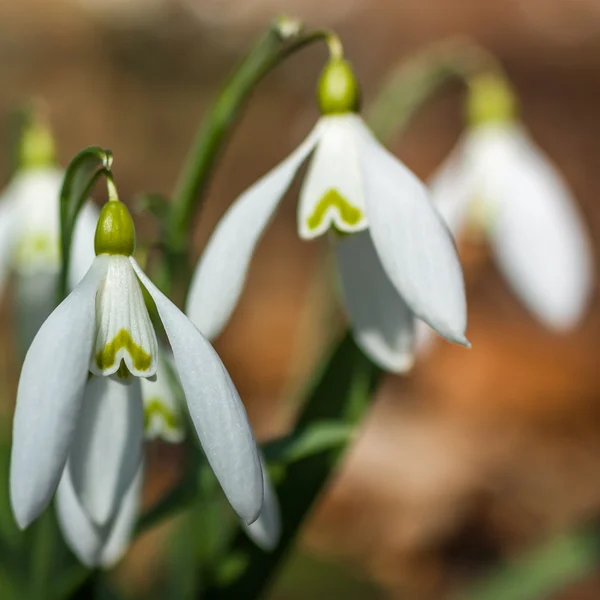 Sneeuwklokjes — Stockfoto