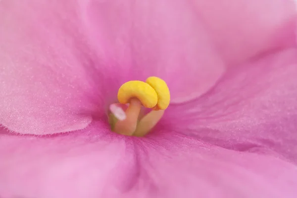 Afrikaanse viooltjes — Stockfoto