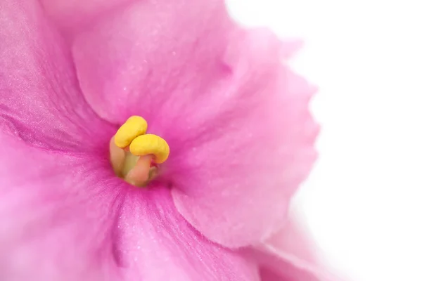 Violetas africanas — Fotografia de Stock