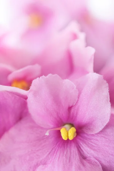 African Violets — Stock Photo, Image