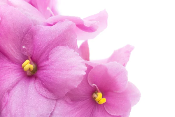 Violetas africanas — Fotografia de Stock