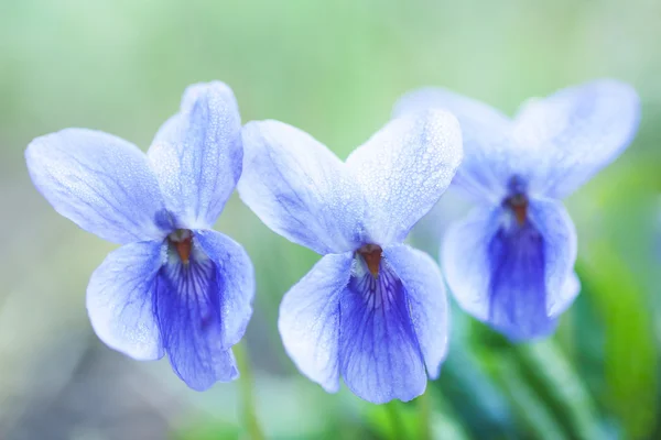 Violet fragrance — Stock Photo, Image