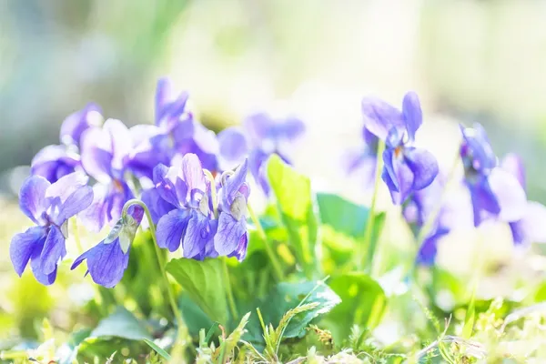 Fragranza viola — Foto Stock