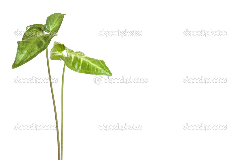 green houseplant