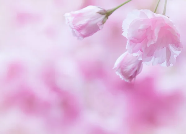 Hermosas flores de cerezo rosa — Foto de Stock