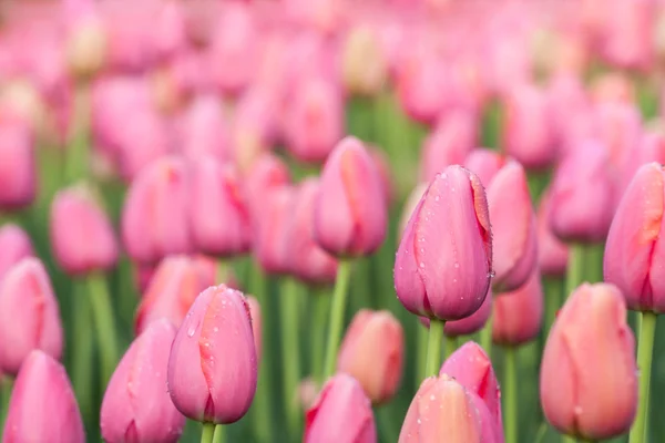 Tulpen — Stockfoto