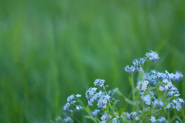 Förgätmigejsläktet — Stockfoto