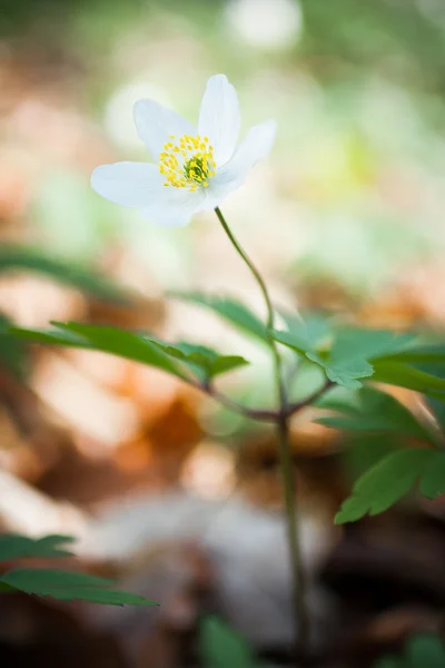 Dřevo anemone — Stock fotografie