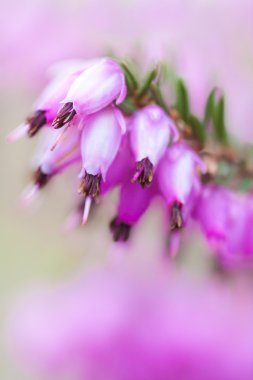 Erica carnea