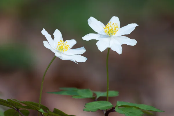 Wood anemone — Stock Photo, Image