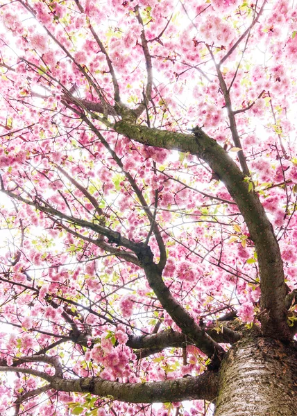 Fiori di ciliegio — Foto Stock