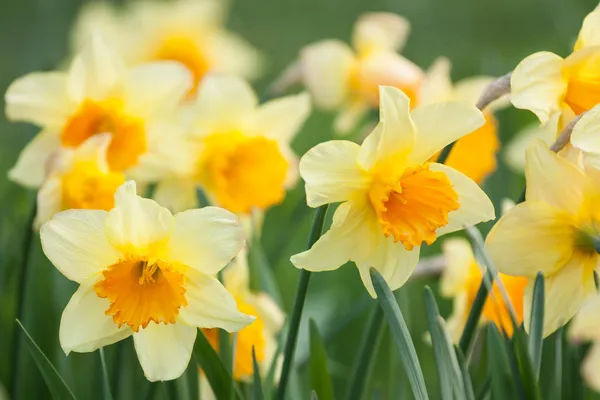 Daffodils amarelos — Fotografia de Stock