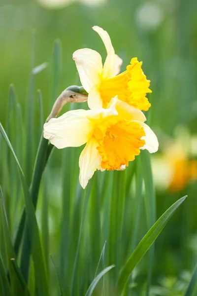 Yellow daffodils — Stock Photo, Image