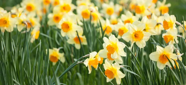 Yellow daffodils — Stock Photo, Image