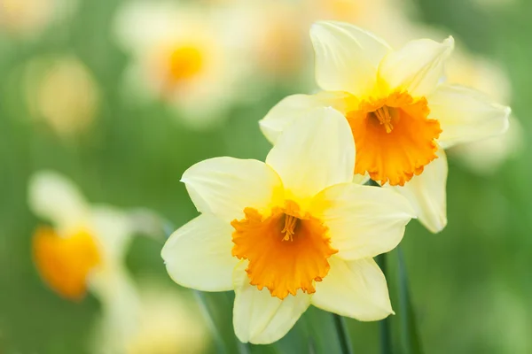 Yellow daffodils — Stock Photo, Image