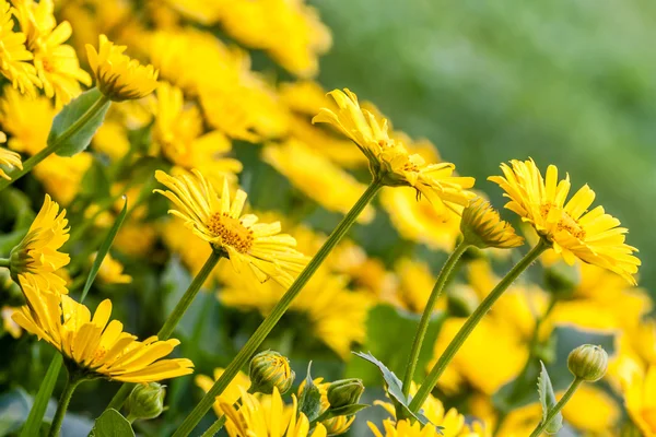 Gula blommor — Stockfoto