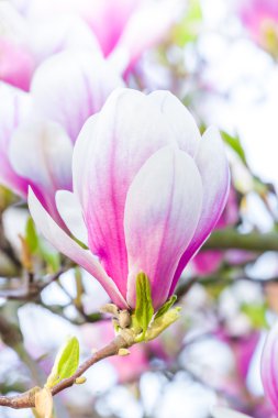 Pembe çiçek Manolya