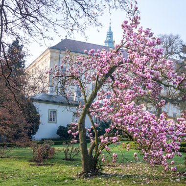 Bloom kale kromeriz önce bush Magnolia