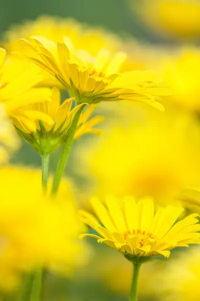 Gula blommor — Stockfoto