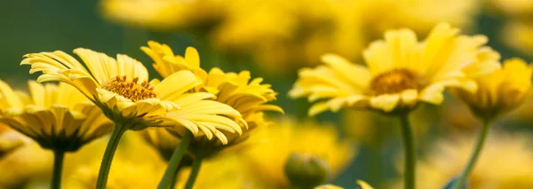 Fiori gialli — Foto Stock