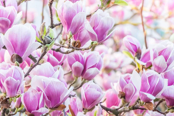 Růžový květ magnólie — Stock fotografie