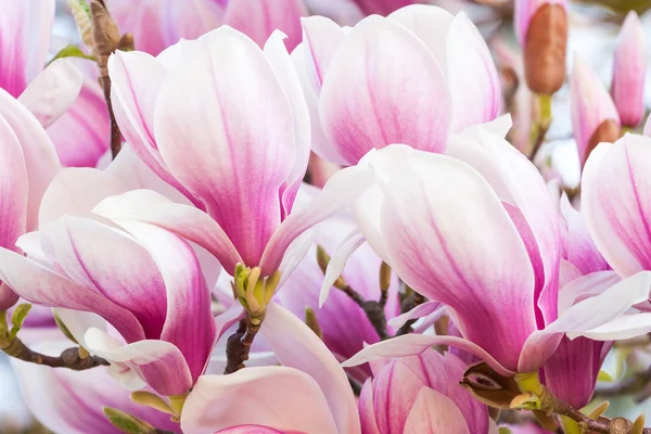 Roze bloem magnolia — Stockfoto