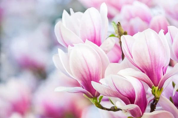 Růžový květ magnólie — Stock fotografie