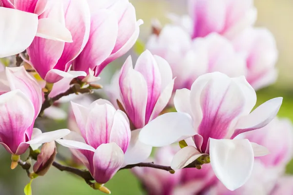 Rosa blomma magnolia — Stockfoto