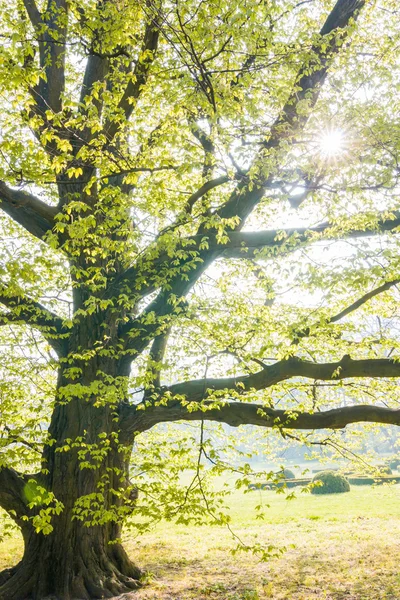 Haya de primavera — Foto de Stock