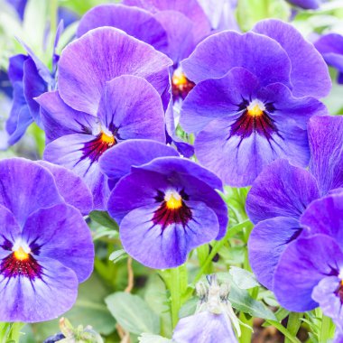 Mavi Hercai Menekşe