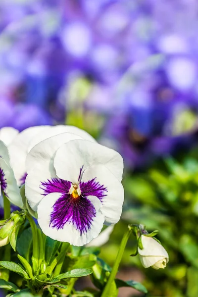 White pansies — Stock Photo, Image