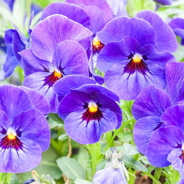 Mavi Hercai Menekşe