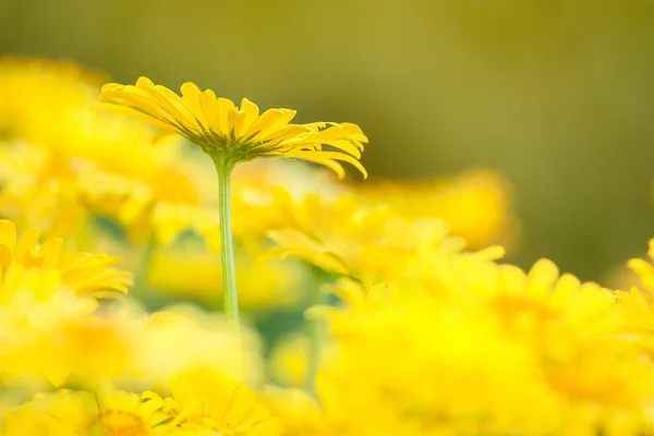 Gelbe Frühlingsblumen — Stockfoto