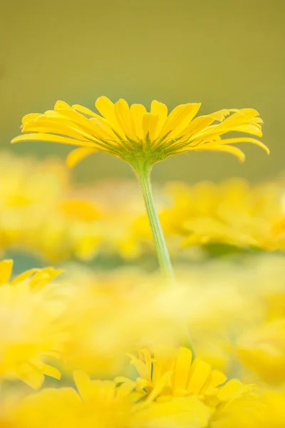 黄色春の花 — ストック写真