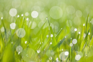 Yeşil Çimene Yaklaş