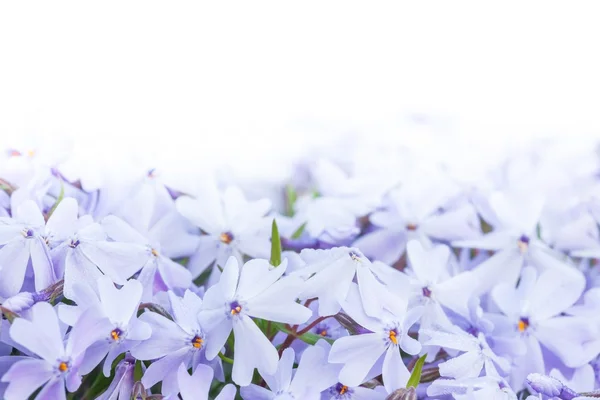 Dr. Phlox subulata — Stockfoto