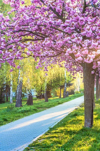 Pembe kiraz çiçeği. — Stok fotoğraf