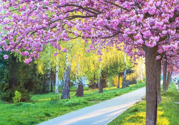 Pembe kiraz çiçeği.