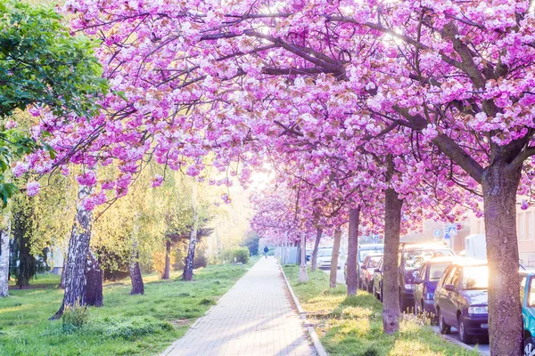 Pembe kiraz çiçeği.