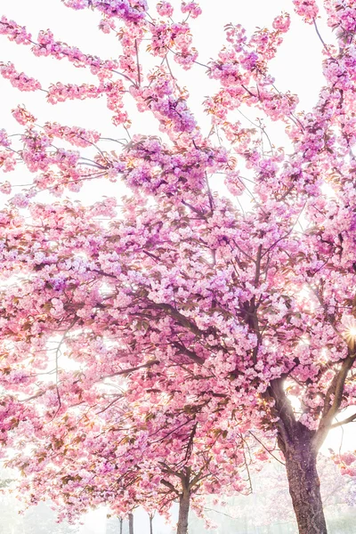 Roze bomen — Stockfoto