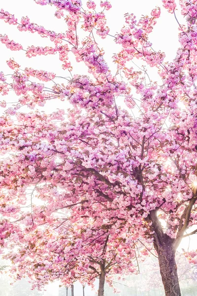 Rosa Bäume — Stockfoto