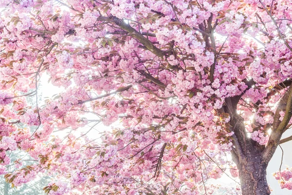 Roze bomen — Stockfoto