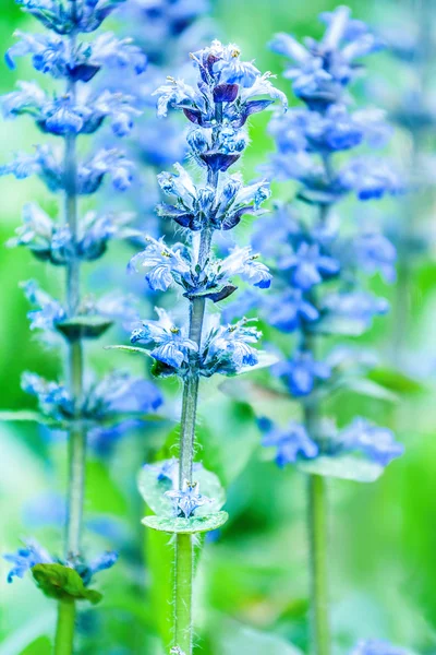 Upright bugle — Stock Photo, Image